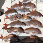 広島県の旭土質調査・瀬戸内海で釣れた真鯛