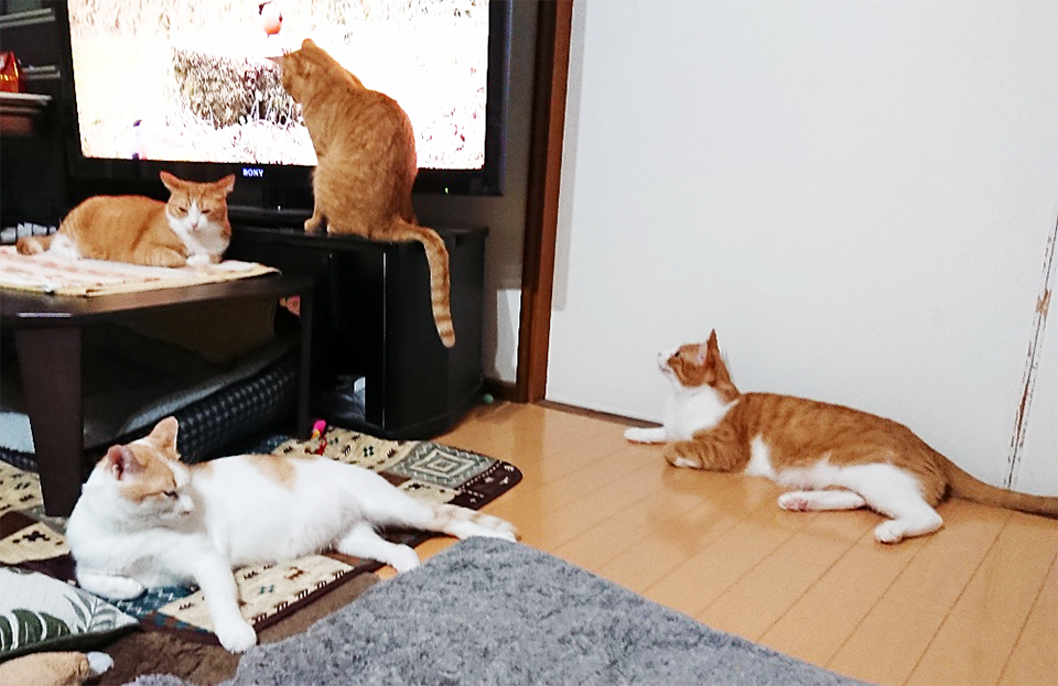 広島県の旭土質調査・我が家の猫ちゃんたち